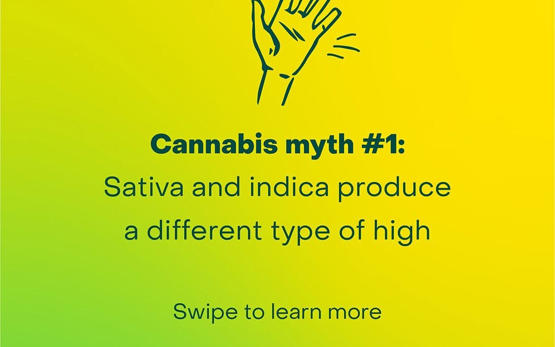 Stop choosing cannabis by indica or sativa. Here’s why.